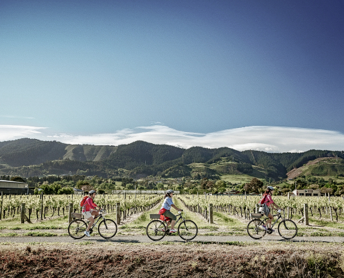 Three cyclists cycling past sunny vineyard in upper south island.