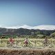 Three cyclists cycling past sunny vineyard in upper south island.